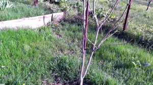 Обзор моего участка 23.04.2024 г.