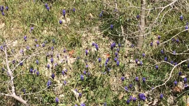 Новороссийск| ПОЛЯНКИ МЫШИНЫХ ГИАЦИНТОВ// ЦВЕТЫ НА КАМНЯХ смотреть онлайн