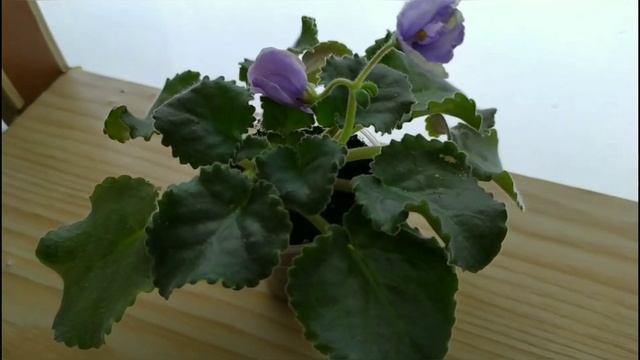 ЗИМНЯЯ ПЕРЕСАДКА ФИАЛОК. смотреть онлайн