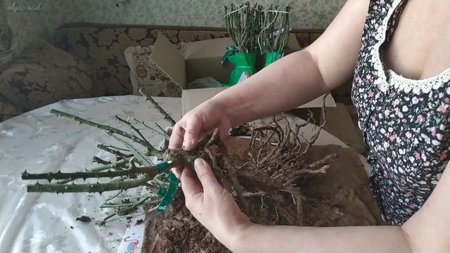Питомник Сергея Овчарова. Распаковка посылки с розами. смотреть онлайн