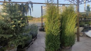 можжевельник обыкновенный голд кон. можжевельник который будет удивлять :)