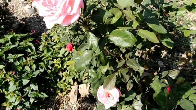 Роза Мэри Роуз. Mary Rose. Красивая, неприхотливая роза. Есть излишки смотреть онлайн