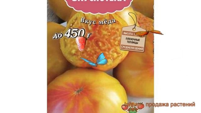 Томат обыкновенный Медовый салют (medovyy salyut) ? обзор: как сажать, семена томата Медовый салют смотреть онлайн