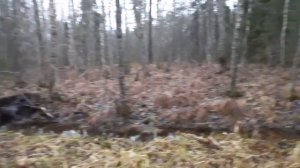 Поймал бобра ещё живым . Охота на бобра капканоми и петлями.