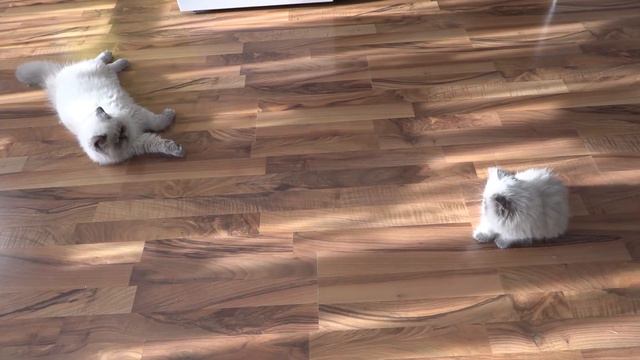 Киса Анфиса первая встреча. смотреть онлайн