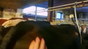 УТРО В ДЕРЕВНЕ. Утренняя дойка коров. 50 литров молока от одной коровы. Мастит.  Жизнь на ферме