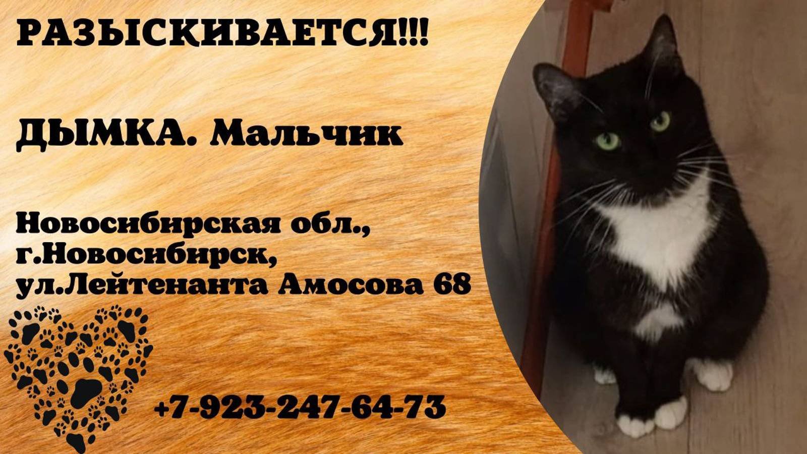 Пропал кот! ДЫМКА. Мальчик. Новосибирская область, г.Новосибирск.