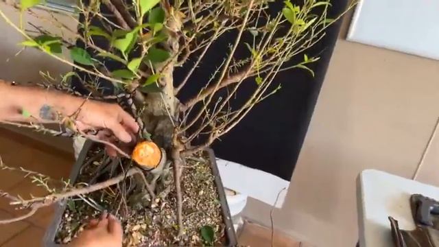 Demostracion con un Ficus microcarpa Var Tigerbark смотреть онлайн