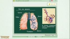 Как работает наш организм