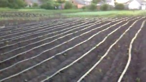 Капельный полив в работе.mp4