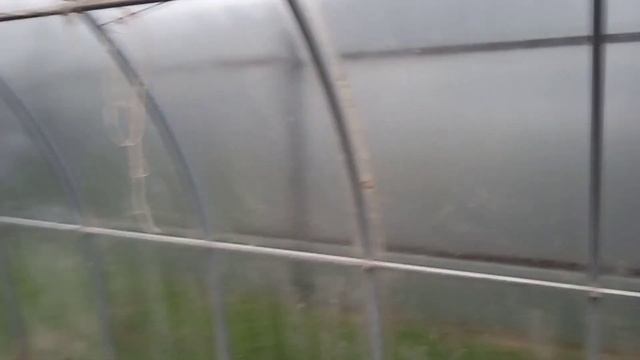 Как отмыть теплицу после зимование птицы , да очень просто . Теплица до и после . смотреть онлайн