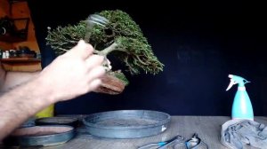 Troca de vasos - Bonsai CALIANDRA - TRANSPLANTE