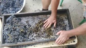 БЫСТРЫЙ, (проверенный) способ отделить ягоду от кисти винограда