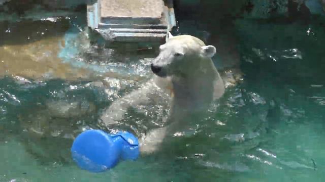オモチャ2個持ち💗ホウちゃんギャラリーに向かって見てね～とダイブ【天王寺動物園】 смотреть онлайн