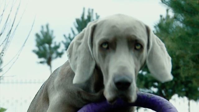 Веймаранер: Опис породи, характер та догляд смотреть онлайн