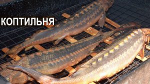 Ачуевская с распахом и двойная уха из стерляди. Садковая ферма Синеморцо.