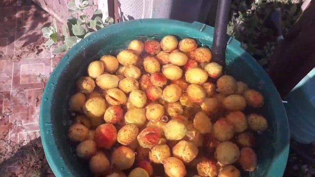 #Курага в домашних условиях. смотреть онлайн