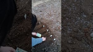 Подзимний посев многолетних цветов! Эксперимент ?