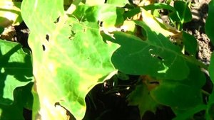 От чего  "засыхают" баклажаны?