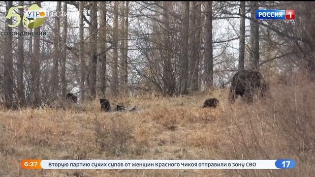 Медведицу с тремя медвежатами удалось запечатлеть на видео в Сохондинском заповеднике смотреть онлайн