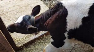 НОВЫЙ СЕНОВАЛ БЛОГЕР В ГОСТЯХ ХОРОШИЙ СОСЕД