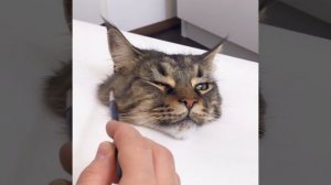 3D Painting of a Cat   ViralHog