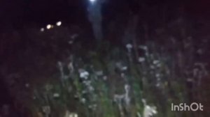 Охота на барсука! Лайки ЗСЛ Ханта и Тайга