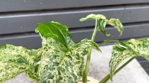 25cm Syngonium Mottled | Variegated Syngonium | Syngonium Mojito | 12cm Pot | 25cm Height