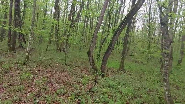 Первые сморчковые шапочки. Весенние грибы. Прогулка в лесу на Кубани смотреть онлайн