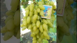 ВИНОГРАД  СТОЛЕТИЕ