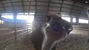 Страусиная ферма в деревне Чикча близ города Тюмень 2021 [18+]