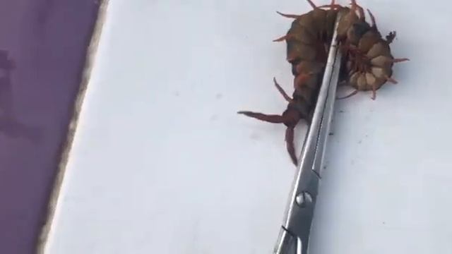 В доме поселилась сколопендра !