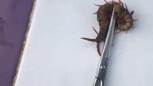 В доме поселилась сколопендра !