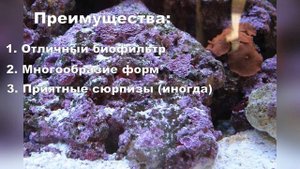 Живые камни в морском аквариуме