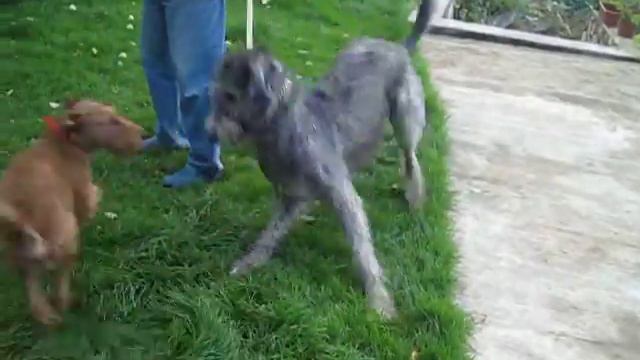 Джокер в гостях смотреть онлайн