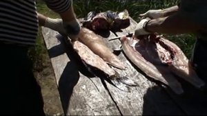 Рыбалка в Якутии 2ч