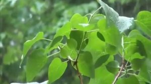 Мансур Ас Салими Красивый Азан