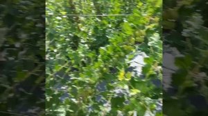 Сорта крыжовника на даче у друзей