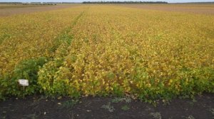 240912_П011_Демо_Соя