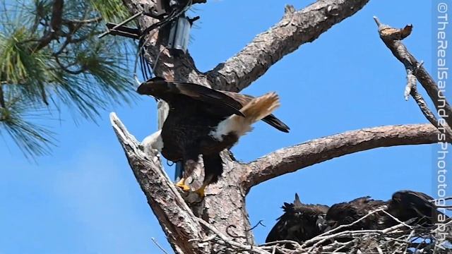 SWFL Eagles- M15 Drive-Thru Delivery???! Fastest Snatch, Grab, and Swallow I Have Seen #eagle #m15 смотреть онлайн