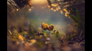 КРАЙОН через Ли Керролла ченнеллинг  "ВИЗУАЛИЗАЦИЯ ЖИЗНИ - 1. СУДЬБА".