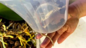 О Магникуре Энерджи, о Триходерме. Пересадка.