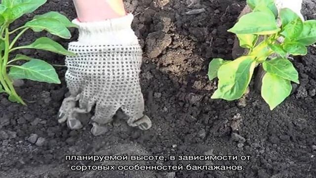 Баклажаны без теплицы — это реально