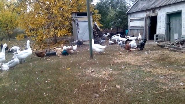 ГУСИ РАЗНЫХ ПОРОД/ МАМУТЫ/ ЛИНДА/ ЛЕГАРТ/КУПИТЕ МНЕ ДОМ, ДЕНЬ УЧИТЕЛЯ 4жовтня 2019 р. смотреть онлайн