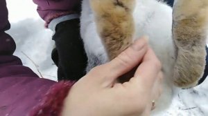 Как определить у кроликов пол?!