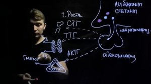 Строение и функции гипофиза для ЕГЭ| Andrey Biology