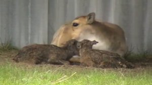Нурай и малыши. Сайгачий питомник Казахстан. Saiga calves. 07 05 2015