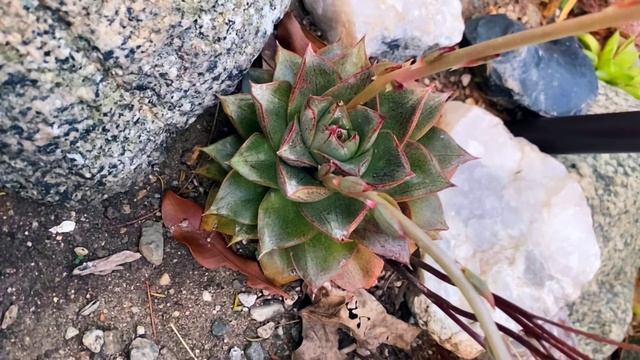 Echeveria purpusorum a very slow-growing succulent смотреть онлайн