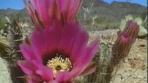 Мир природы. Колонии пчел