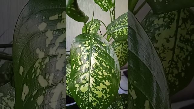 Дифенбахия, комнатные растения, Dieffenbachia, indoor plants,